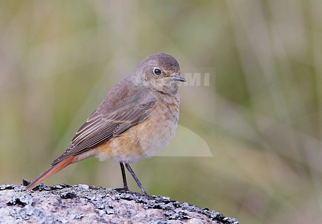 Mannetje Gekraagde Roodstaart in eerste winterkleed; First winter male Common Redstart stock-image by Agami/Markus Varesvuo,