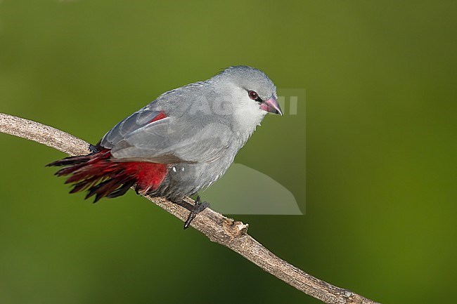 Lavender Waxbill (Estrilda caerulescens) perched on a branch in a rainforest in Ghana. stock-image by Agami/Dubi Shapiro,