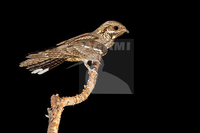 European Nightjar (Caprimulgus europaeus), adult perched on a branch during the night. stock-image by Agami/Saverio Gatto,