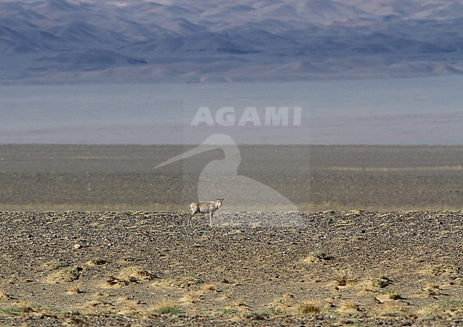 Critically endangered Saiga Antelope (Saiga tatarica) standing alert in arid steppes of Mongolia. stock-image by Agami/James Eaton,