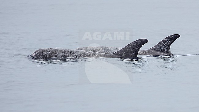 Two Risso's Dolphins (Grampus griseus) together showing dorsal fin and blowhole. stock-image by Agami/Lennart Verheuvel,