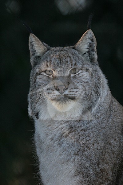 Europese Lynx in gevangenschap; Captive European Lynx stock-image by Agami/Menno van Duijn,