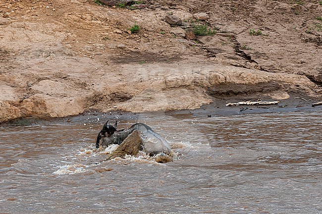 A Nile crocodile, Crocodilus niloticus, attacking a wildebeest, Connochaetes taurinus, crossing the Mara River. Mara River, Masai Mara National Reserve, Kenya. stock-image by Agami/Sergio Pitamitz,