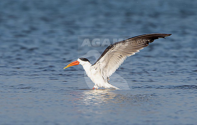 Indian Skimmer, Rynchops albicollis, in India. stock-image by Agami/Dani Lopez-Velasco,