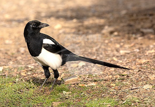 Eurasian Magpie (Pica pica melanotos) adult perched in the sun stock-image by Agami/Roy de Haas,