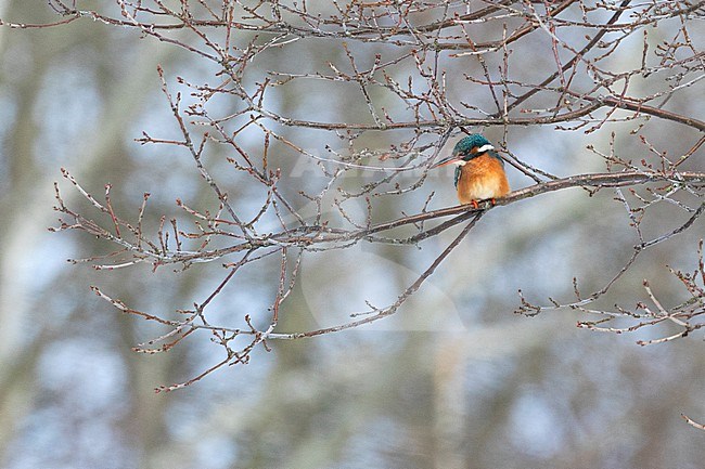 A Common Kingfisher (Alcedo atthis) uses branches as an outpost over the stream below in winter. stock-image by Agami/Jacob Garvelink,