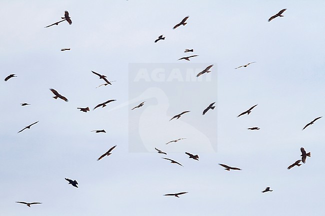 (Western) Black Kite - Schwarzmilan - Milvus migrans ssp. migrans, Morocco, birds starting migration in the morning stock-image by Agami/Ralph Martin,