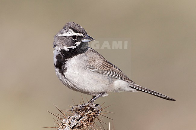 Adult 
San Diego Co., CA 
April 2011 stock-image by Agami/Brian E Small,