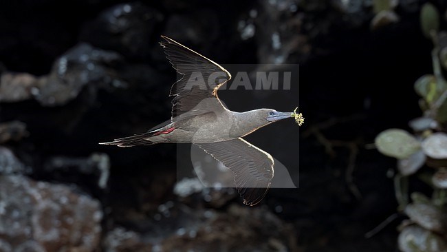 Side view of a Red-footed Booby (Sula sula) in flight bringing nesting material.  Galapagos Islands, Ecuador stock-image by Agami/Markku Rantala,