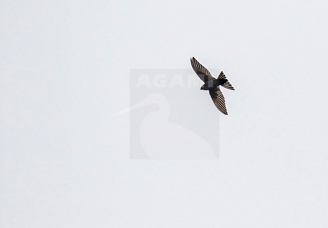 Bates's Swift (Apus batesi) in Cameroon. stock-image by Agami/Pete Morris,