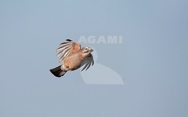 Eurasian Jay, Garrulus glandarius, at Nivå, Denmark stock-image by Agami/Helge Sorensen,