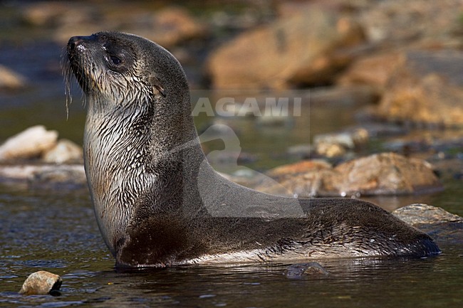 Antarctische Pelsrob, Antarctic Fur Seal, Arctocephalus gazella stock-image by Agami/Marc Guyt,