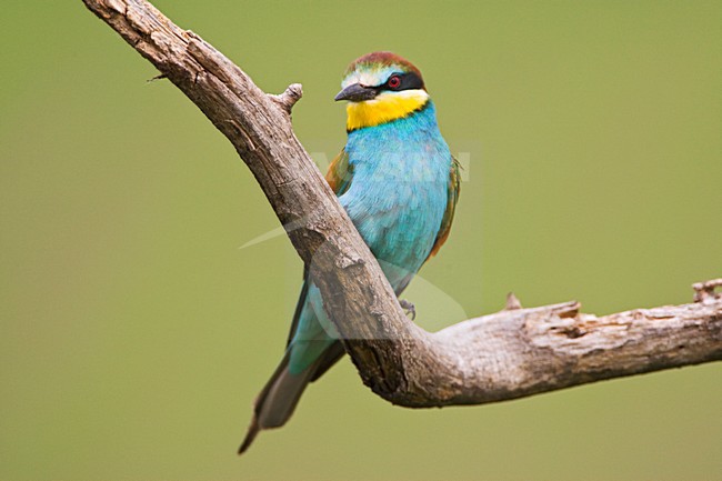 Bijeneter zittend; European Bee-eater perched stock-image by Agami/Marc Guyt,