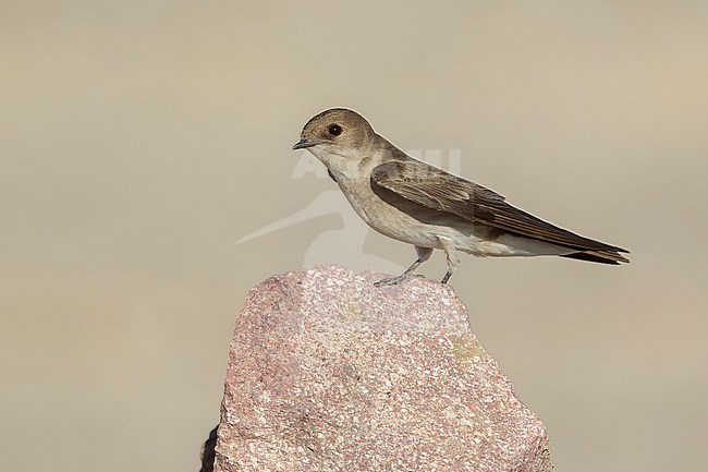 Adult Northern Rough-winged Swallow, Stelgidopteryx serripennis
Imperial Co., California, USA. stock-image by Agami/Brian E Small,