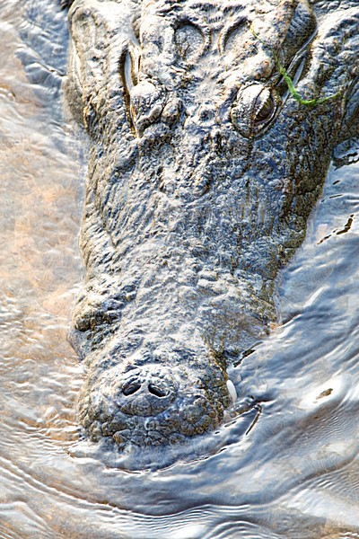 Nijlkrokodil half onder water; Nile Crocodile submerged stock-image by Agami/Marc Guyt,