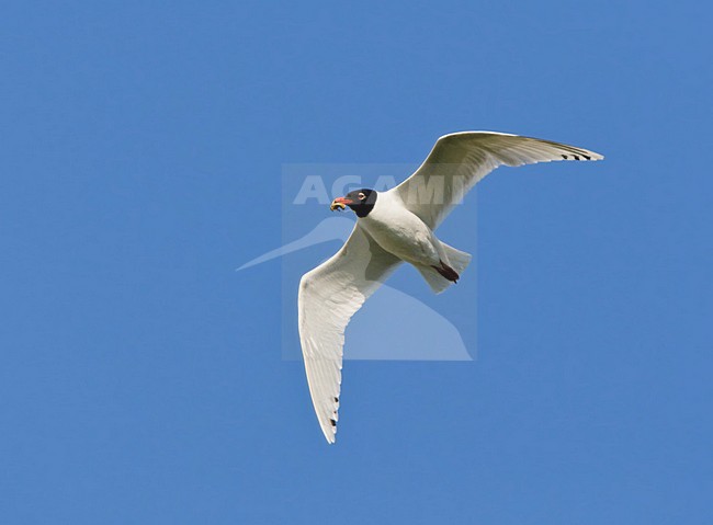 Zwartkopmeeuw tegen blauwe lucht; Mediterranean Gull against blue sky stock-image by Agami/Marc Guyt,
