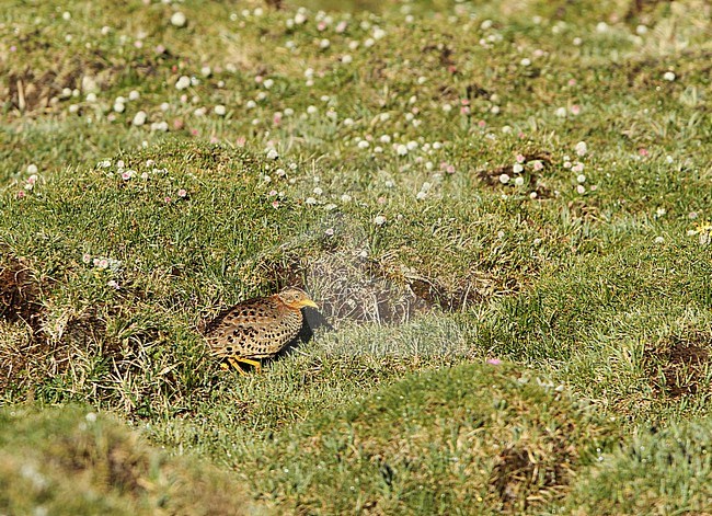 Adult Yellow-legged Buttonquail (Turnix tanki) walking in the open in a meadow during spring migration in Er La, China. stock-image by Agami/James Eaton,
