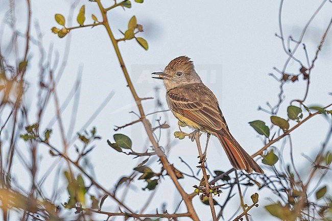 Nutting's Flycatcher, Myiarchus nuttingi, in Western Mexico. stock-image by Agami/Pete Morris,
