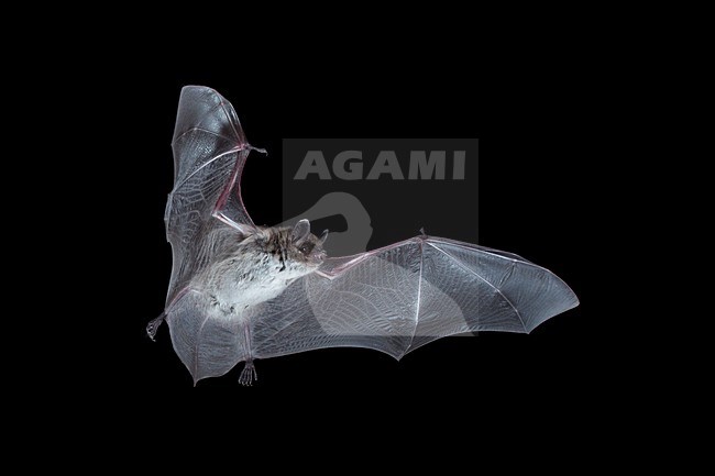 Meervleermuis, Pond bat, Myotis dasycneme stock-image by Agami/Theo Douma,