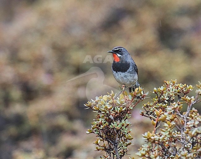 White-tailed Rubythroat (Luscinia pectoralis) male perched on top of a bush stock-image by Agami/Pete Morris,