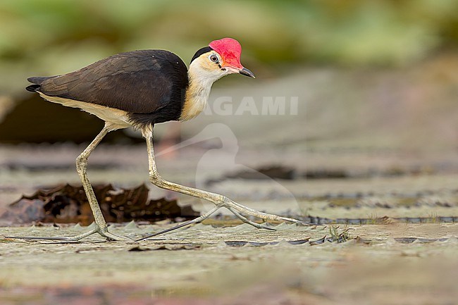 Comb-crested Jacana (irediparra gallinacea) feeding at pond in Papua New Guinea stock-image by Agami/Dubi Shapiro,