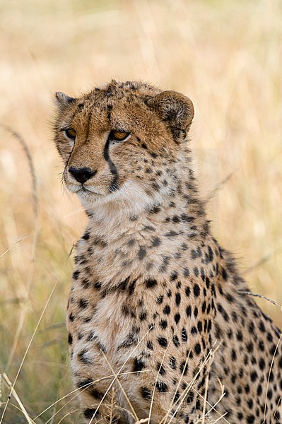 Portrait of a cheetah, Acinonyx jubatus. Masai Mara National Reserve, Kenya, Africa. stock-image by Agami/Sergio Pitamitz,