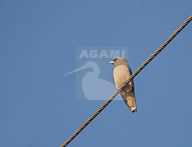 Ashy Woodswallow, Artamus fuscus, in Thailand. stock-image by Agami/Pete Morris,
