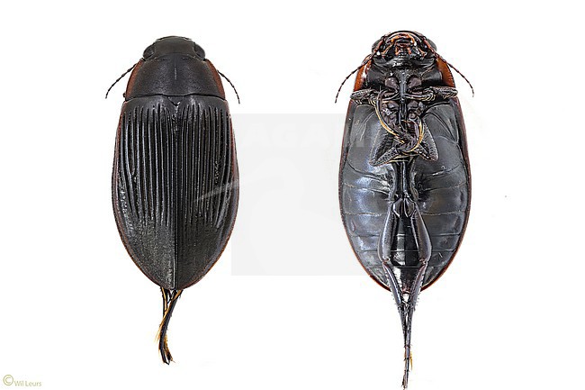 Zwartbuikgeelgerande, brown-bellied great diving beetle, Dytiscus semisulcatus stock-image by Agami/Wil Leurs,