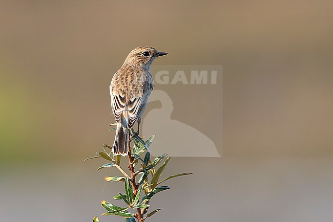 First-winter female Siberian Stonechat (Saxicola maurus) perched on top of a bush. stock-image by Agami/David Monticelli,