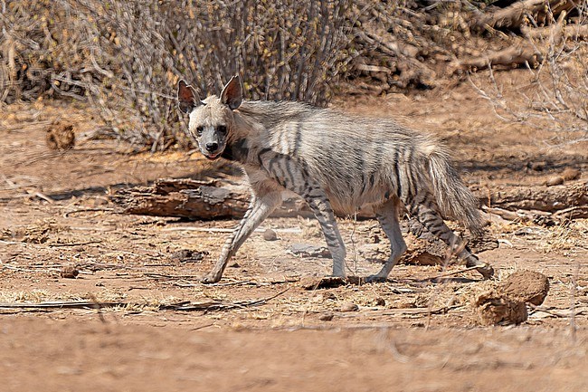 Walking Striped hyena (Hyaena hyaena) in Kenya. stock-image by Agami/Dani Lopez-Velasco,