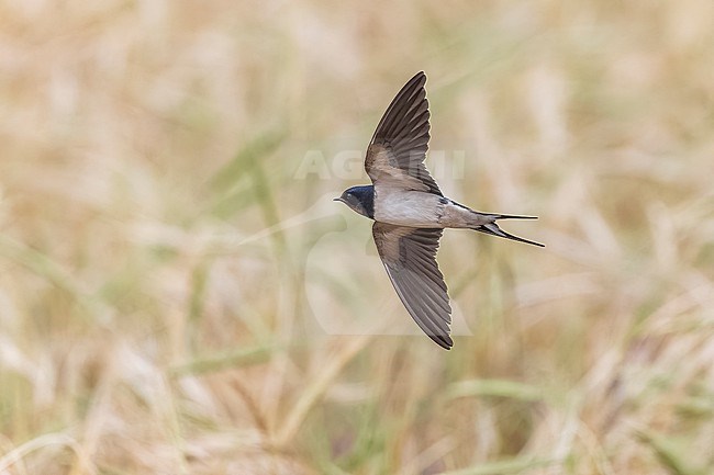 Adult Barn Swallow (Hirundo rustica) flying over an agricultural field in El Greco, Cyprus. stock-image by Agami/Vincent Legrand,