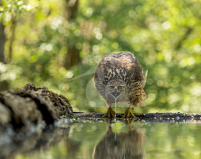 Second calendar year Northern Goshawk (Accipiter gentilis) drinking at water pool in forest in Hungary. stock-image by Agami/Marc Guyt,