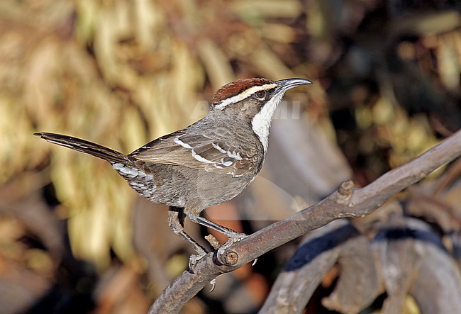 Chestnut-crowned Babbler (Pomatostomus ruficeps) in Southern Australia. stock-image by Agami/Pete Morris,