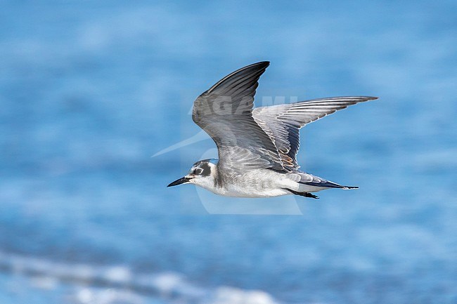 Juvenile American Black Tern on a beach near Stone Harbour, Cape May, New Jersey. August 2016. stock-image by Agami/Vincent Legrand,