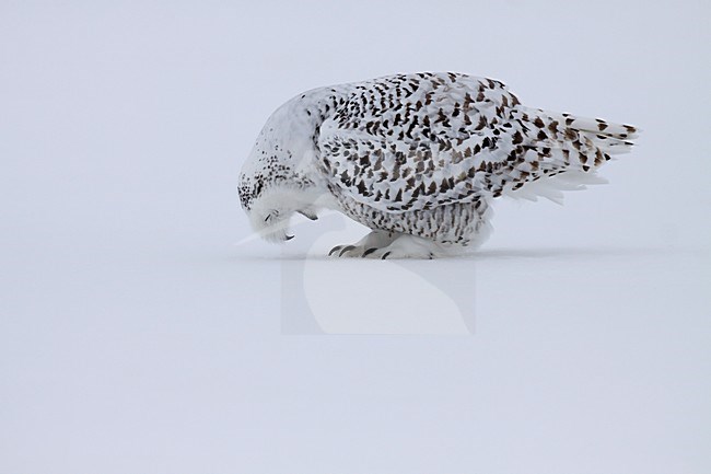 Sneeuwuil brakend een braakbal; Snowy Owl throwing up pellet stock-image by Agami/Chris van Rijswijk,