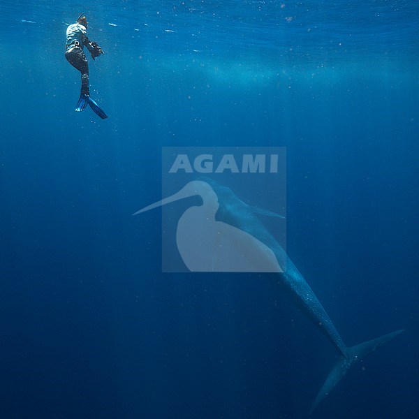 Blue Whale (Balaenoptera musculus ssp brevicauda) with photographer. stock-image by Agami/Lennart Verheuvel,