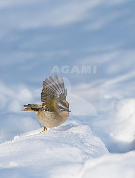 Wintering Firecrest, Regulus ignicapipllus, in Warmond, Netherlands. Foraging in the snow. stock-image by Agami/Marc Guyt,