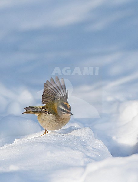 Wintering Firecrest, Regulus ignicapilla, in Warmond, Netherlands. Foraging in the snow. stock-image by Agami/Marc Guyt,