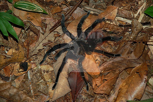 Tarantula at night in lowland rainforest, Amazonia, Peru. stock-image by Agami/Eduard Sangster,