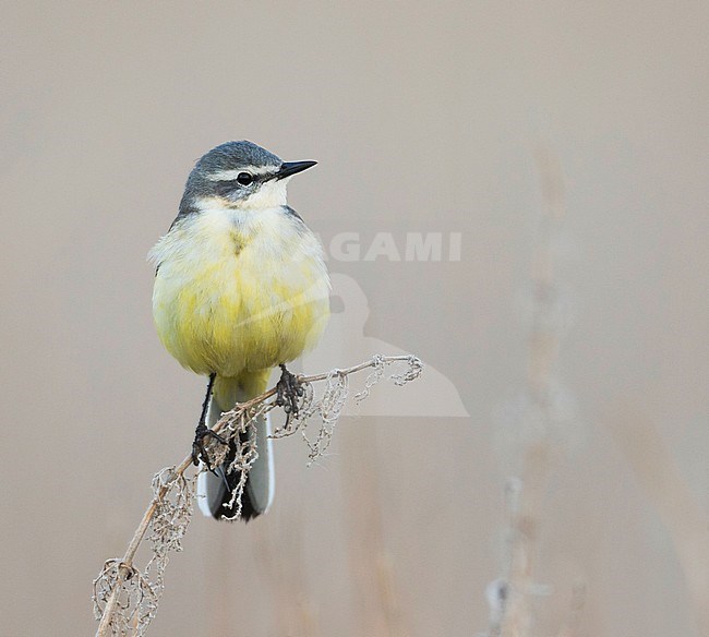 Sykes Wagtail - Schafstelze - Motacilla flava ssp. beema, Russia, adult female stock-image by Agami/Ralph Martin,