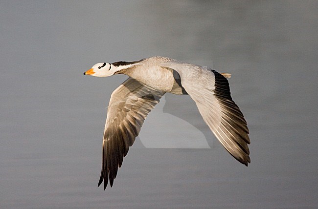 Bar-headed Goose in flight stock-image by Agami/Marc Guyt,