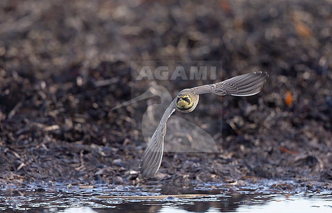 Horned Lark (Eremophila alpestris ssp.flava) in flight at a beach in Vedbæk, Denmark stock-image by Agami/Helge Sorensen,