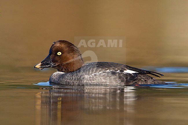 Common Goldeneye (Bucephala clangula) swimming in a lagoon in Victoria, BC, Canada. stock-image by Agami/Glenn Bartley,
