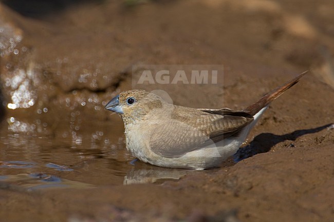 Zilverbekje bij drinkplaats; African Silverbill at water hole stock-image by Agami/Daniele Occhiato,
