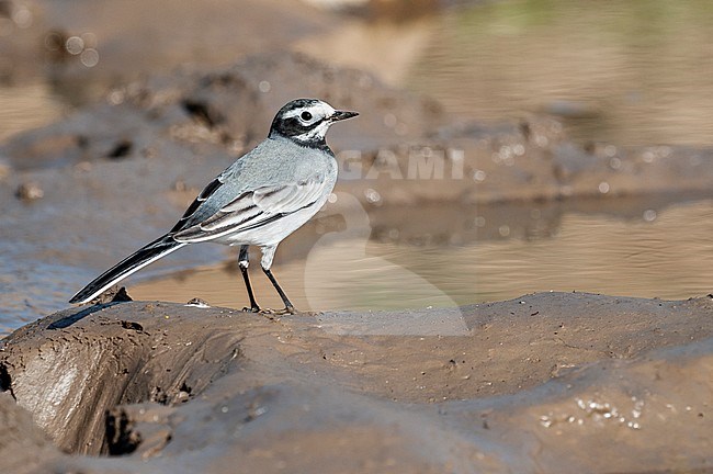 Maskerkwikstaart, Masked Wagtail, Motacilla personata stock-image by Agami/Arend Wassink,