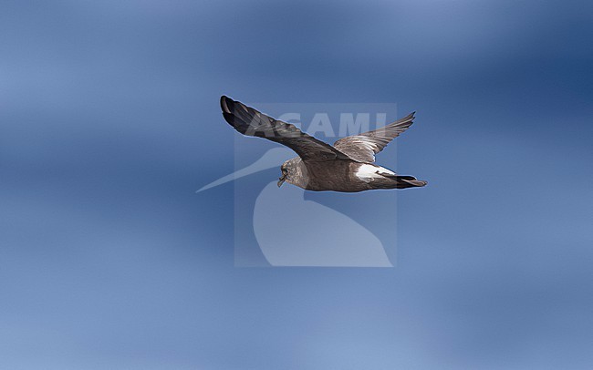 Adult in breeding moult Madeiran Stormpetrel (Hydrobates castro) flying over Bank de la Conception, off Lanzarote, Canary Islands, Spain. stock-image by Agami/Vincent Legrand,