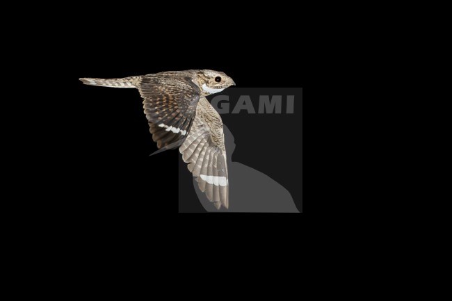 Adult male
Pima Co., AZ
May 2014 stock-image by Agami/Brian E Small,