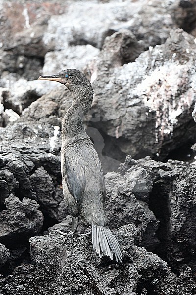 Flightless Cormorant (Nannopterum harrisi) on the island Isabela in the Galapagos islands. Standing on the rocky lava shore. stock-image by Agami/Laurens Steijn,