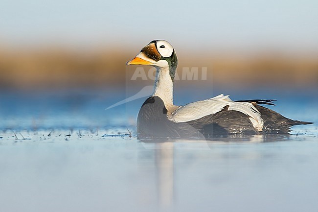 Adult male Spectacled Eider (Somateria fischeri) swimming on an arctic tundra pond near Barrow in northern Alaska, United States. stock-image by Agami/Dubi Shapiro,