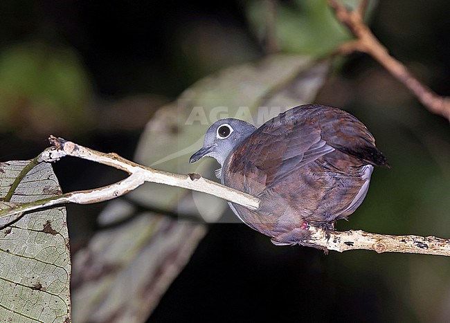 Eastern Bronze Ground Dove, Pampusana beccarii, in the Solomon Islands. stock-image by Agami/Pete Morris,